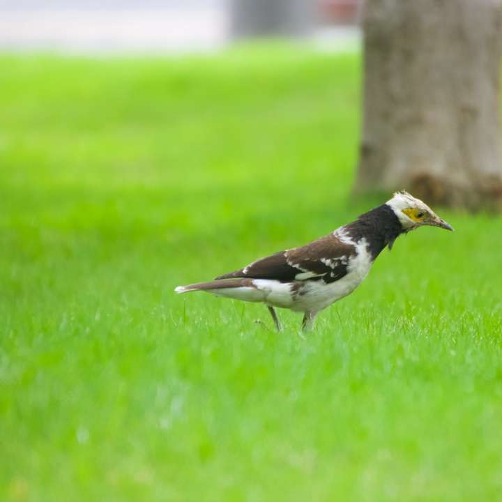 Pájaro blanco y negro sobre el tronco de un árbol marrón durante el día puzzle deslizante online