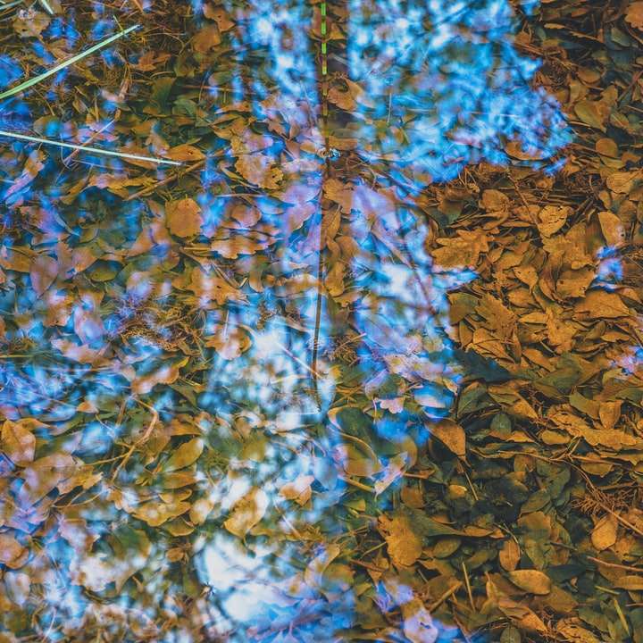 коричневые листья на земле в дневное время онлайн-пазл