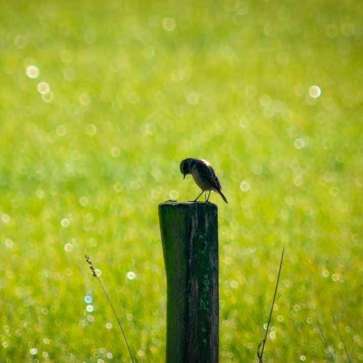 pájaro negro en el poste de madera marrón durante el día rompecabezas en línea