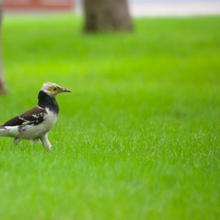 черно-бяла птица на ствола на дърво през деня онлайн пъзел