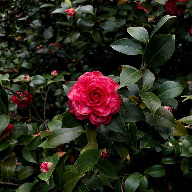 ροζ τριαντάφυλλο στην άνθιση κατά τη διάρκεια της ημέρας online παζλ