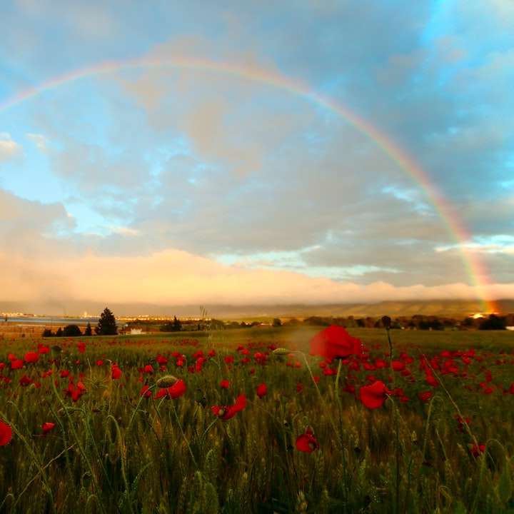 rote Blumen unter Regenbogen und bewölktem Himmel tagsüber Schiebepuzzle online