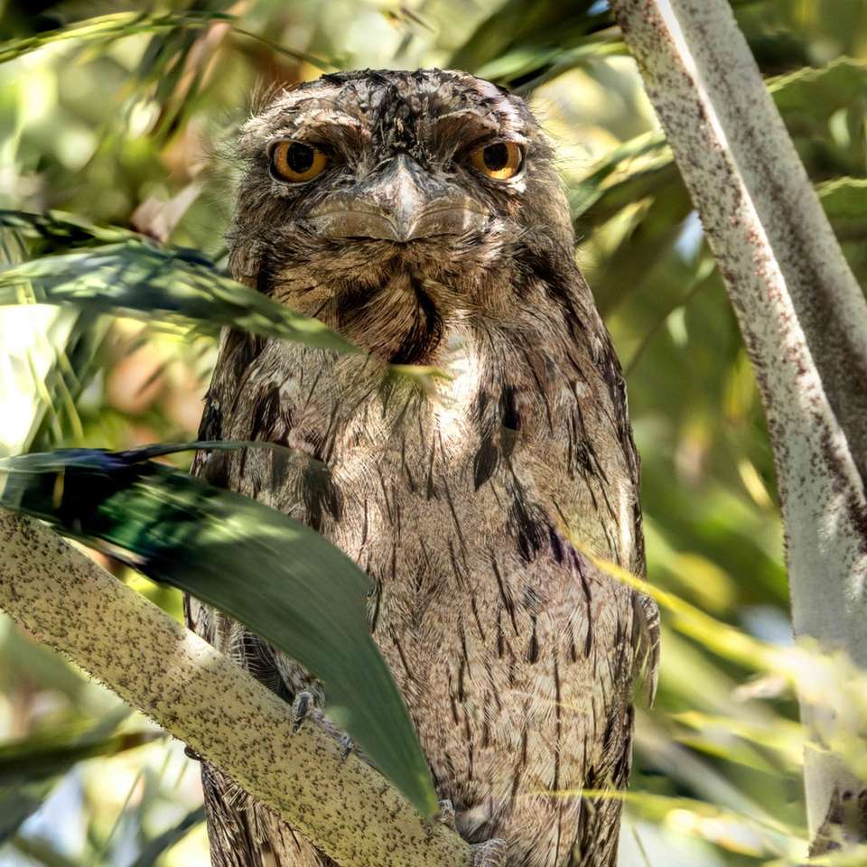 коричнева сова на гілці дерева в денний час розсувний пазл онлайн