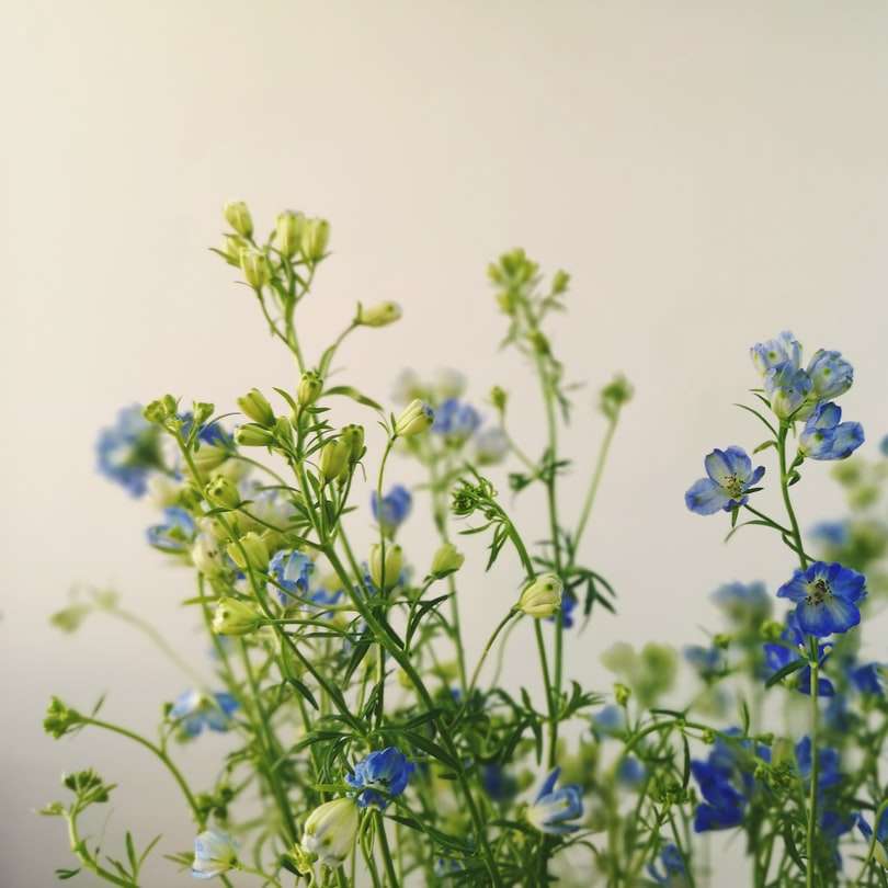 niebieskie kwiaty z zielonymi liśćmi puzzle przesuwne online