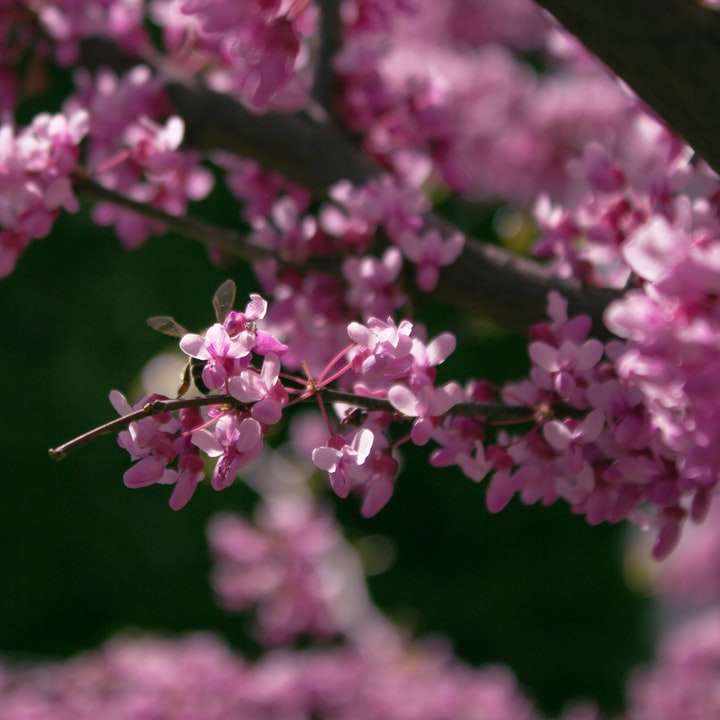 růžový květ v objektivu s posunem náklonu posuvné puzzle online