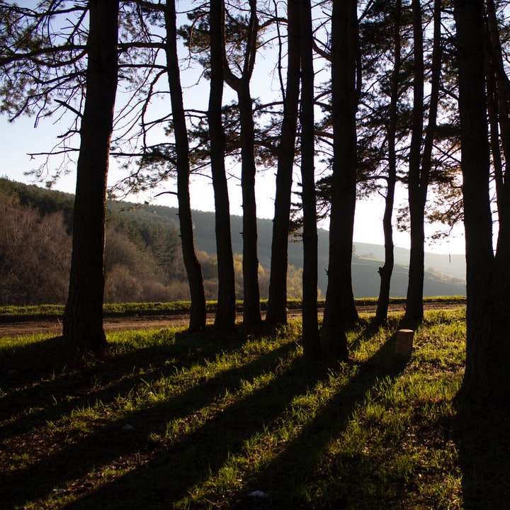 barna fák zöld füves területen napközben online puzzle