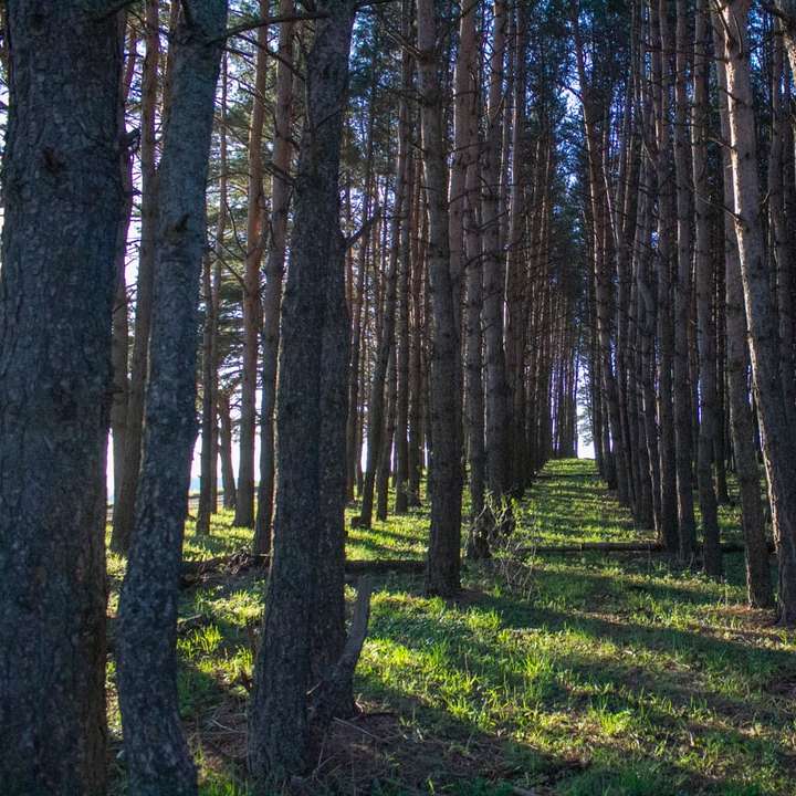 grama verde e árvores marrons durante o dia puzzle deslizante online