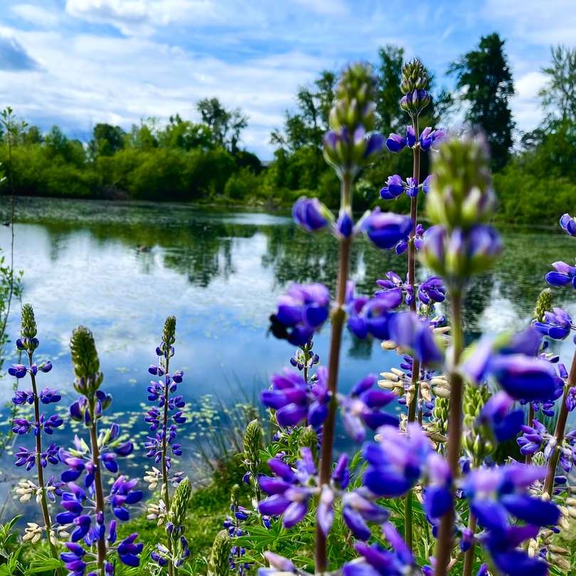 fialové květy na těle vody během dne posuvné puzzle online