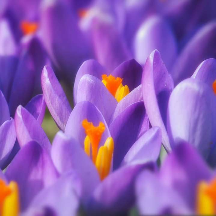 lila és sárga virágszirmok online puzzle