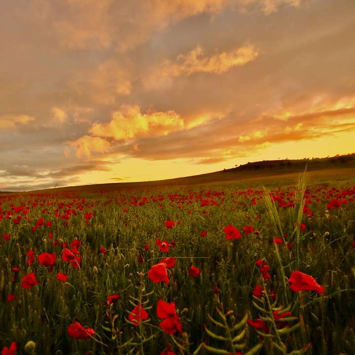 campo de flores vermelhas sob céu nublado durante o pôr do sol puzzle deslizante online