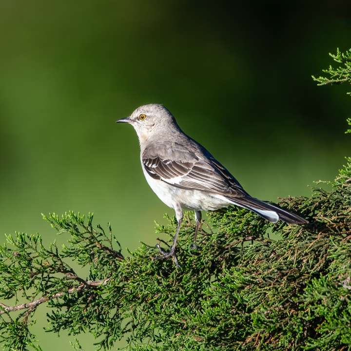 grå och vit fågel på grön växt Pussel online