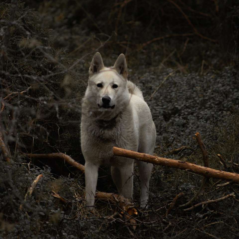 білий і коричневий короткошерстий собака на коричневих висушених листя онлайн пазл