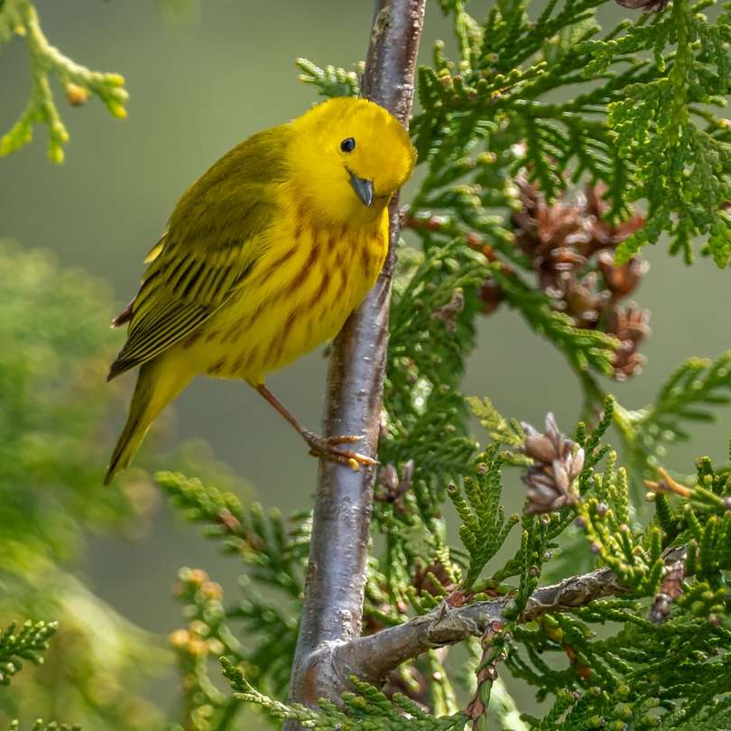 gul fågel på brun trädgren under dagtid Pussel online