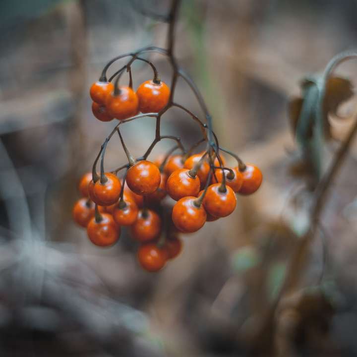 orange round fruits in tilt shift lens sliding puzzle online