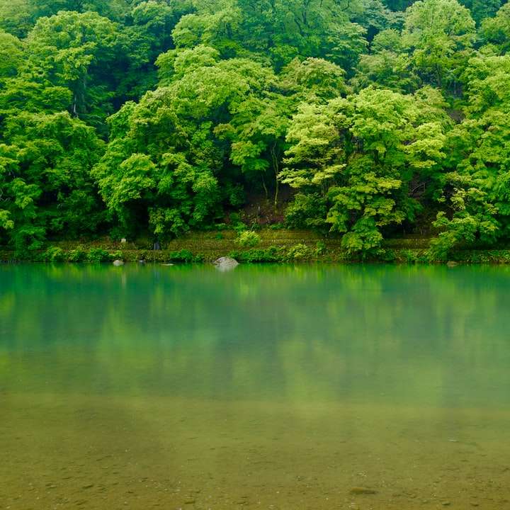 gröna träd bredvid floden under dagtid glidande pussel online