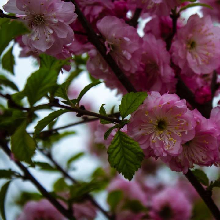 roze bloemen in tilt shift lens online puzzel