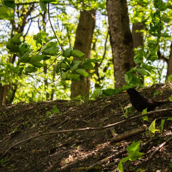 Pájaro negro sobre el tronco de un árbol marrón durante el día puzzle deslizante online