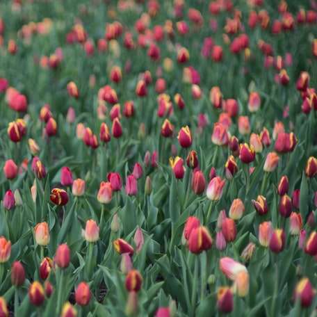 campo de flores vermelhas durante o dia puzzle deslizante online