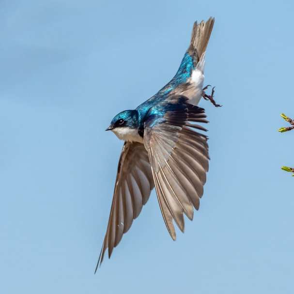 blå och vit fågel som flyger på trädet glidande pussel online