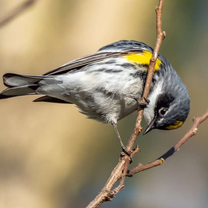 grauer und gelber Vogel auf braunem Ast Schiebepuzzle online