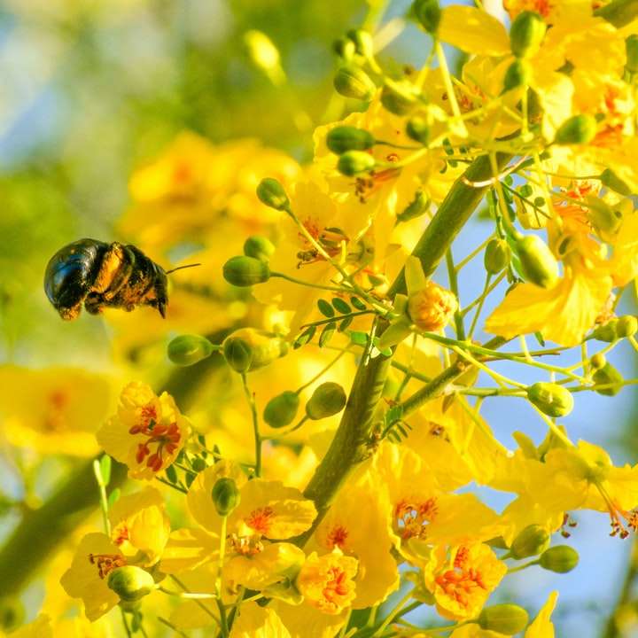 gult och svart bi på gul blomma Pussel online