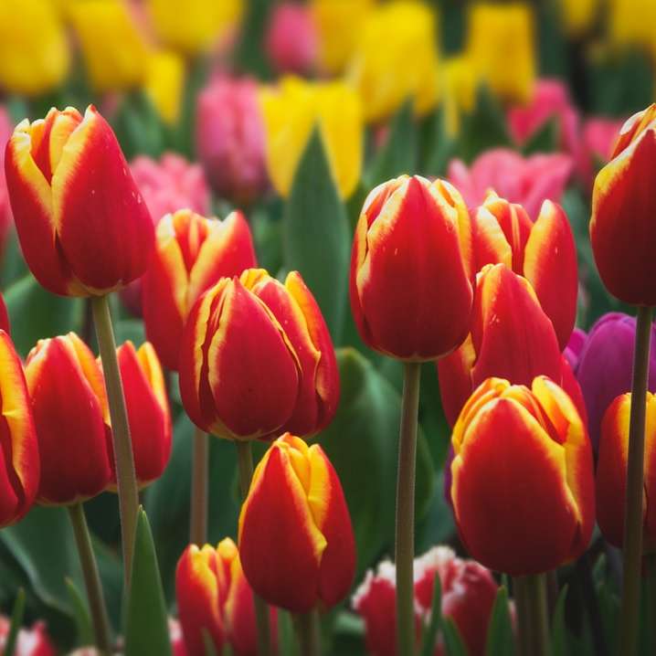 červené tulipány v květu během dne online puzzle