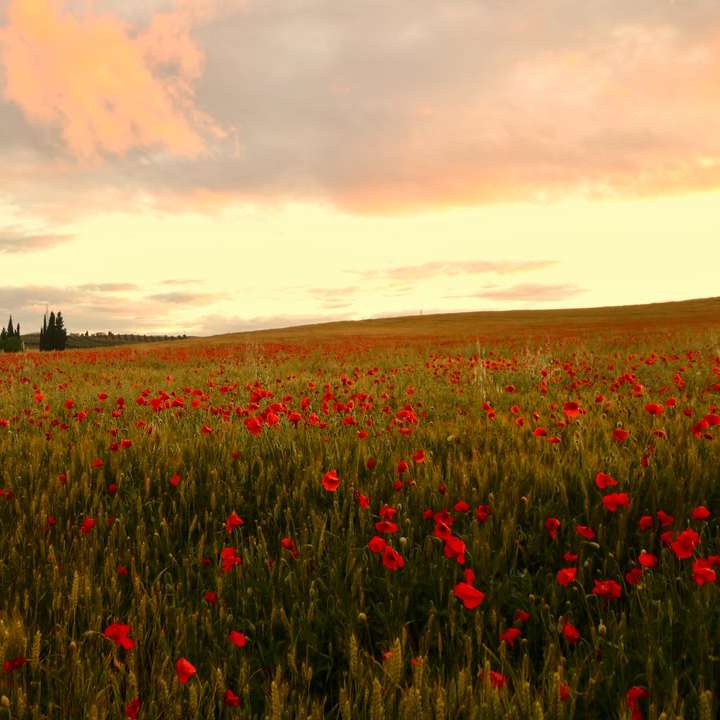 campo de flores vermelhas durante o pôr do sol puzzle online