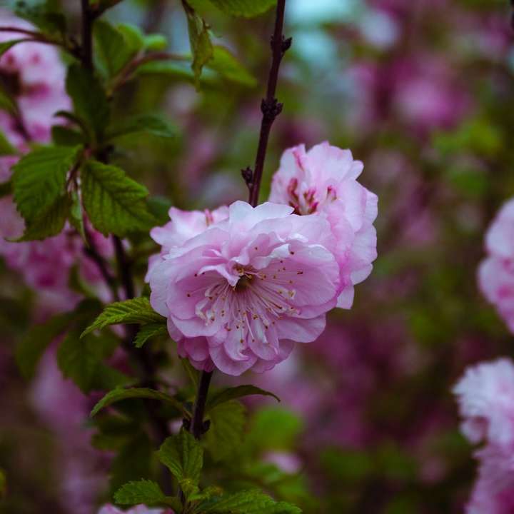rosa och vit blomma i tilt shift-lins Pussel online