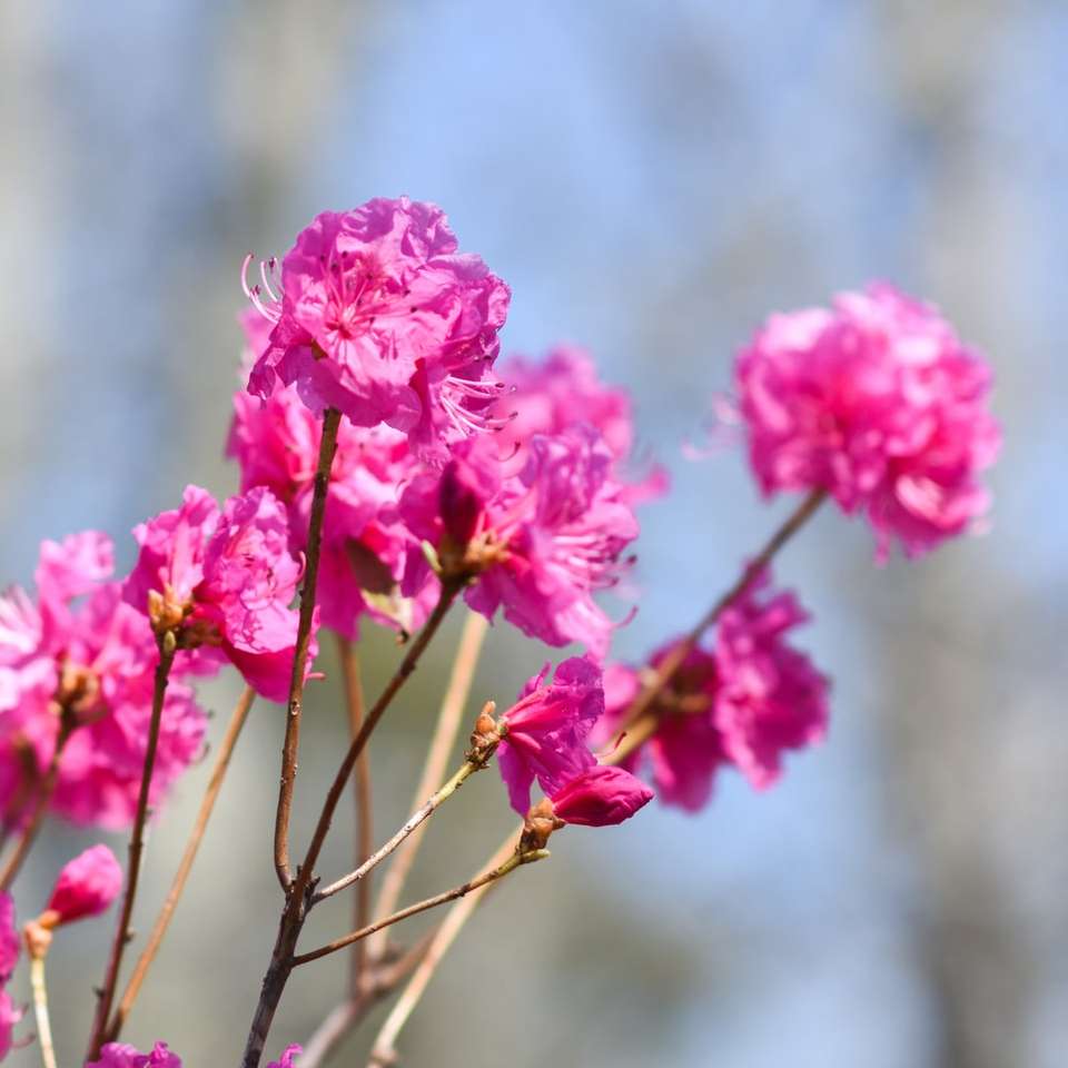 розовые цветы на коричневом стебле онлайн-пазл