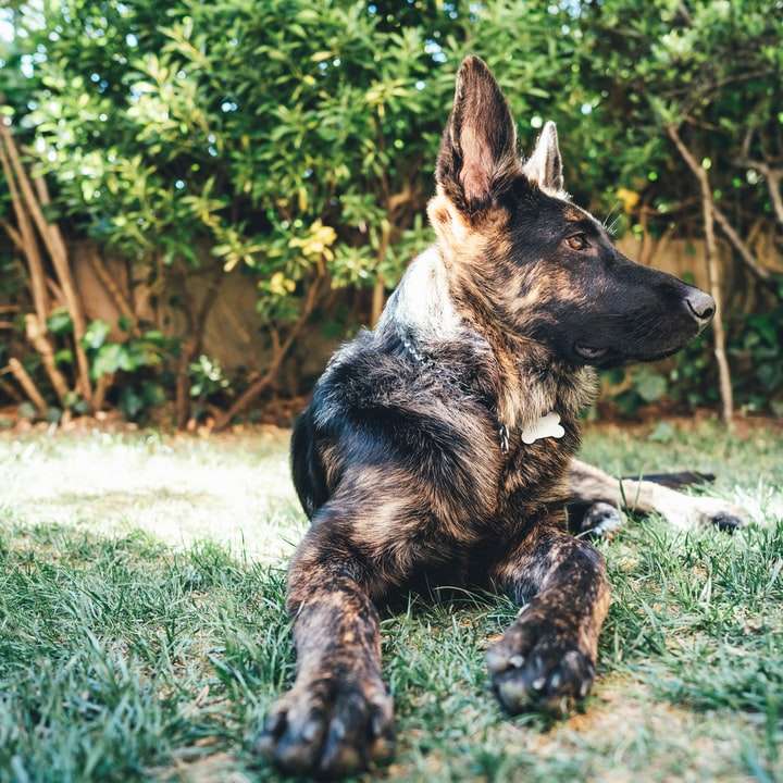 Perro de pelo corto negro y marrón sentado sobre la hierba verde puzzle deslizante online