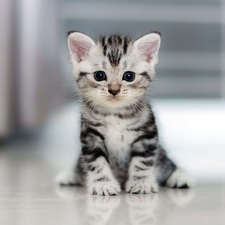 Cute Kitten online puzzle