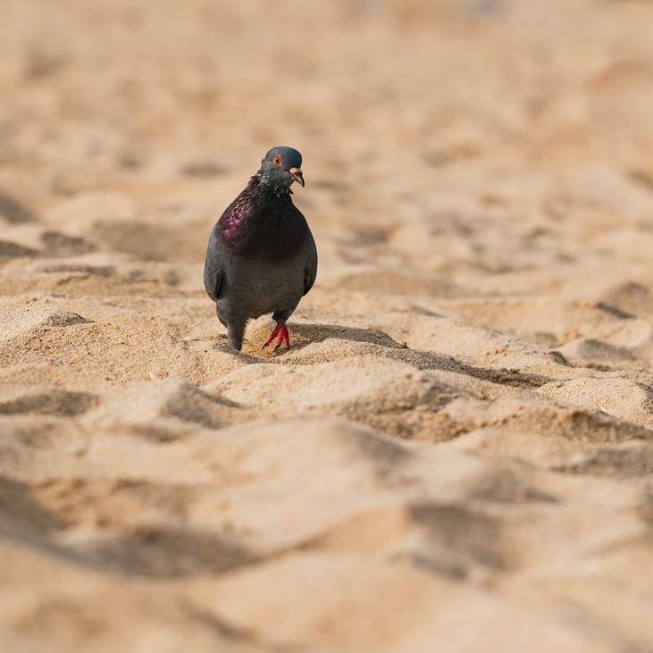 zwarte en rode vogel op bruin zand overdag schuifpuzzel online