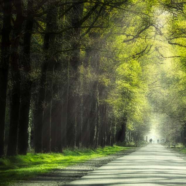 szara betonowa droga między zielonymi drzewami w ciągu dnia puzzle przesuwne online