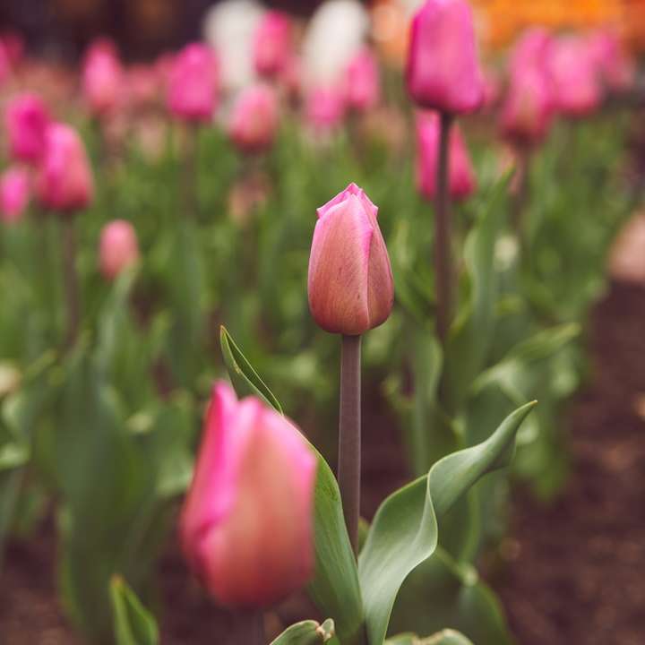 rózsaszín tulipánok virágoznak nappal csúszó puzzle online