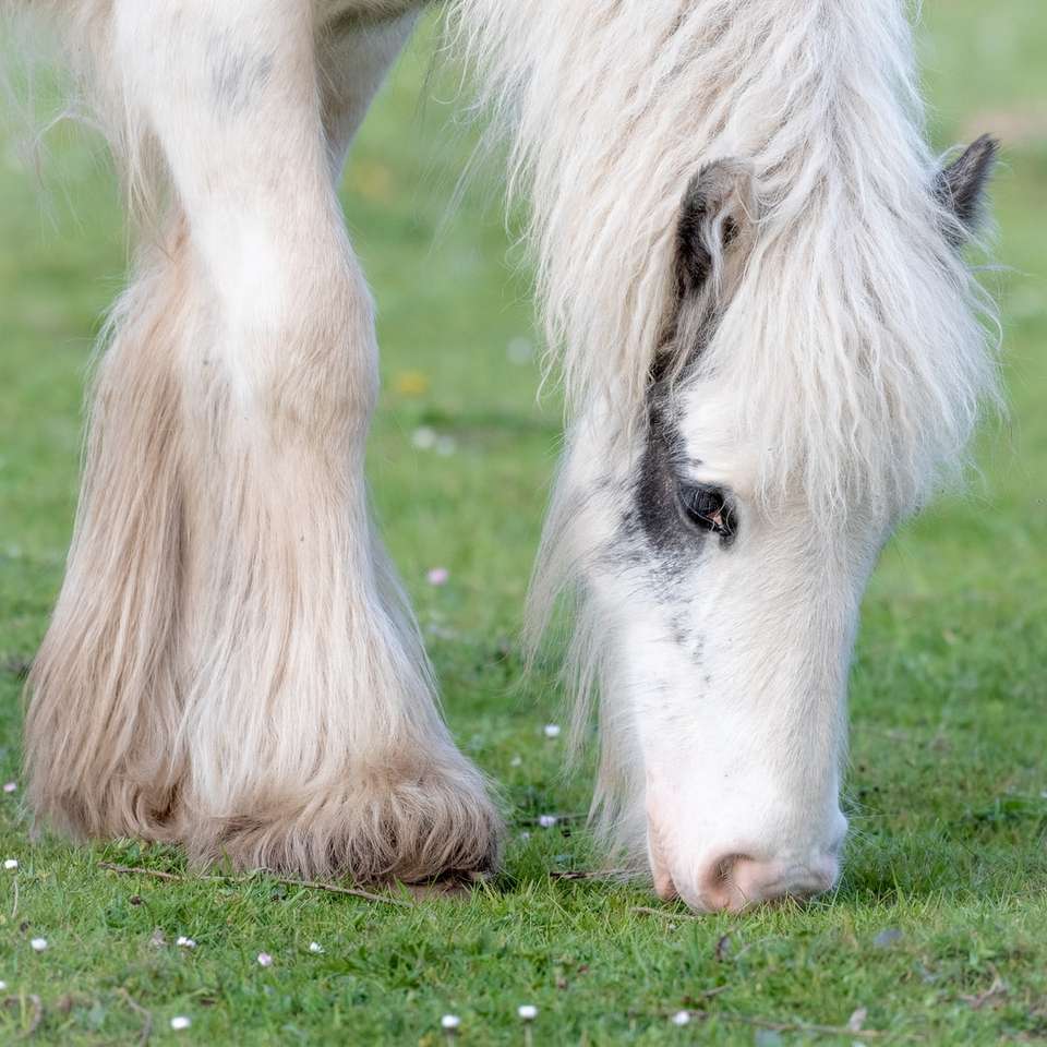 бял кон на поле със зелена трева през деня онлайн пъзел