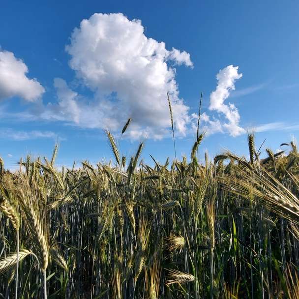 青い空と白い雲の下の緑の麦畑 オンラインパズル