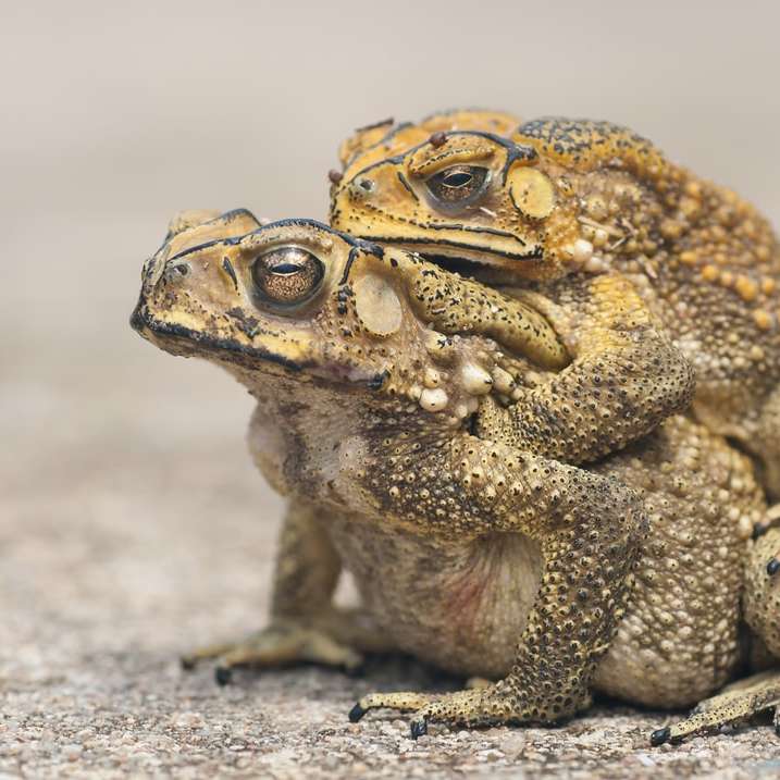 brązowa żaba na brązowym piasku puzzle przesuwne online