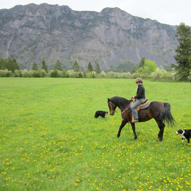 mężczyzna jedzie na koniu na polu zielonej trawy w ciągu dnia puzzle online