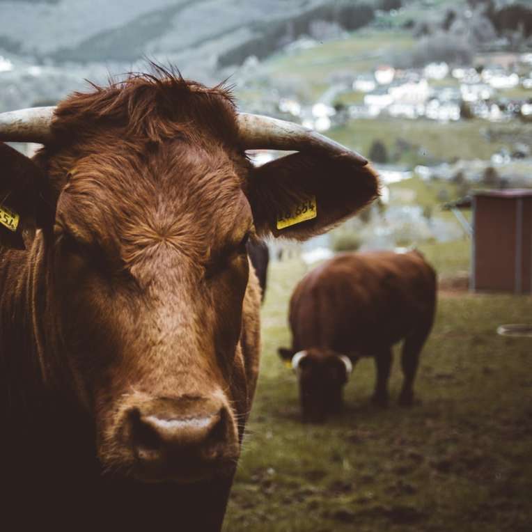 bruine koe op groen grasveld overdag online puzzel