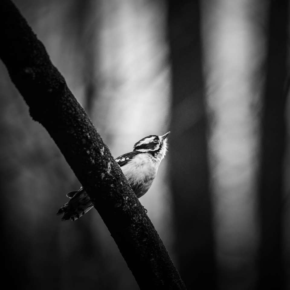 Stupně šedi fotografie ptáků na větvi stromu online puzzle