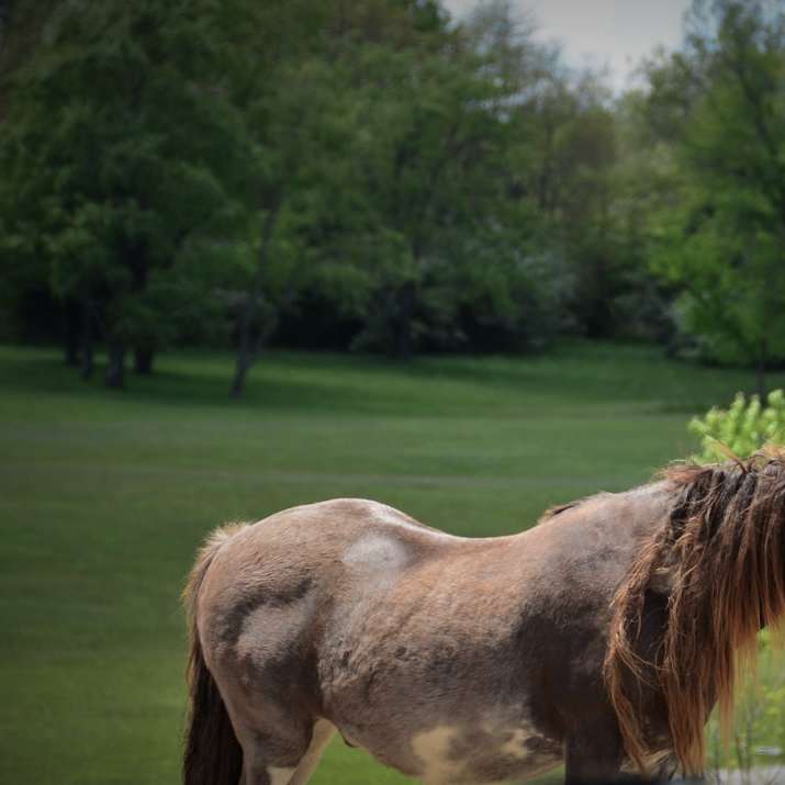 кафяв и бял кон на зелено тревно поле през деня онлайн пъзел