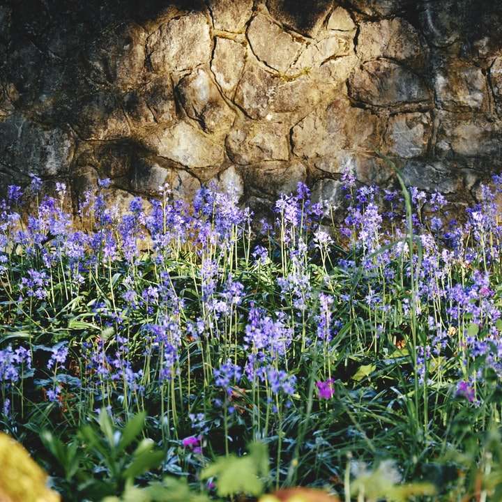 purple flowers beside brown rock sliding puzzle online