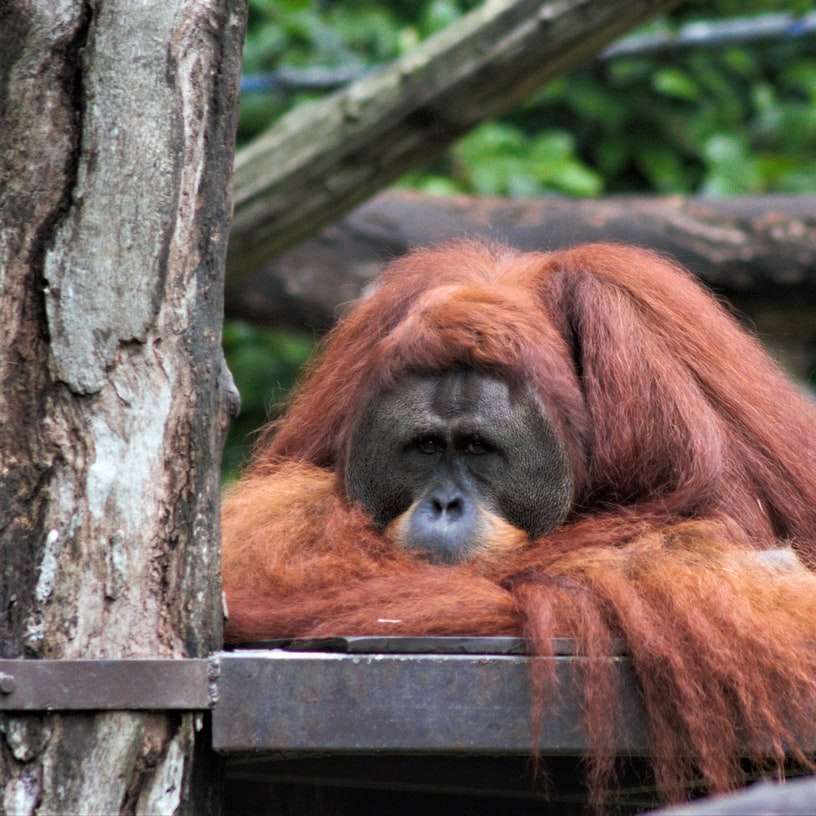 καφέ πίθηκος σε καφέ ξύλινο φράχτη κατά τη διάρκεια της ημέρας συρόμενο παζλ online