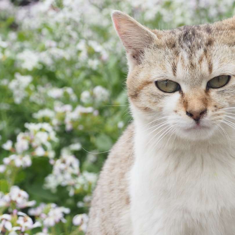 Vit och brun katt nära grön växt under dagtid Pussel online