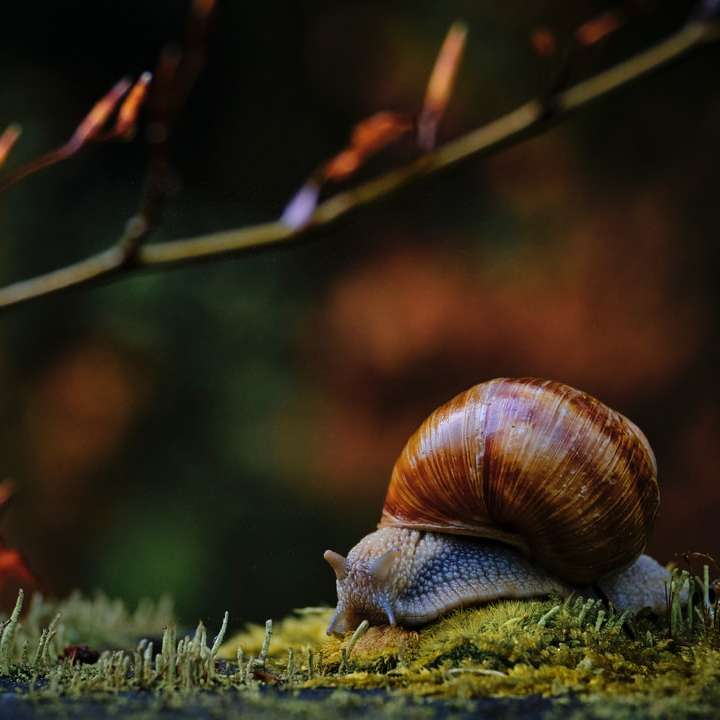 brown snail on green grass during daytime sliding puzzle online