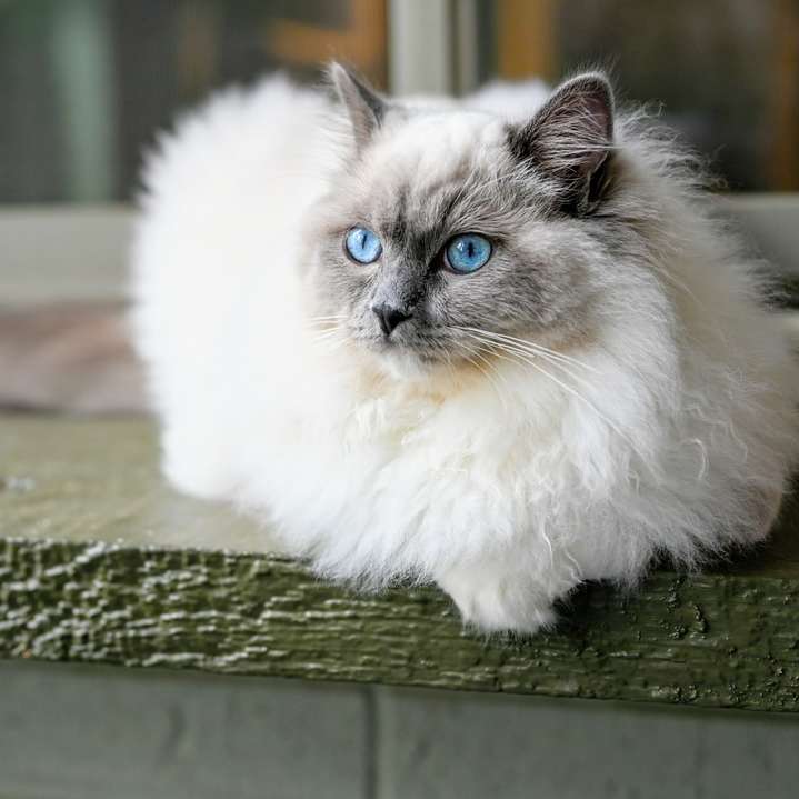 bílá a šedá dlouhá kožešinová kočka na zeleném dřevěném povrchu posuvné puzzle online