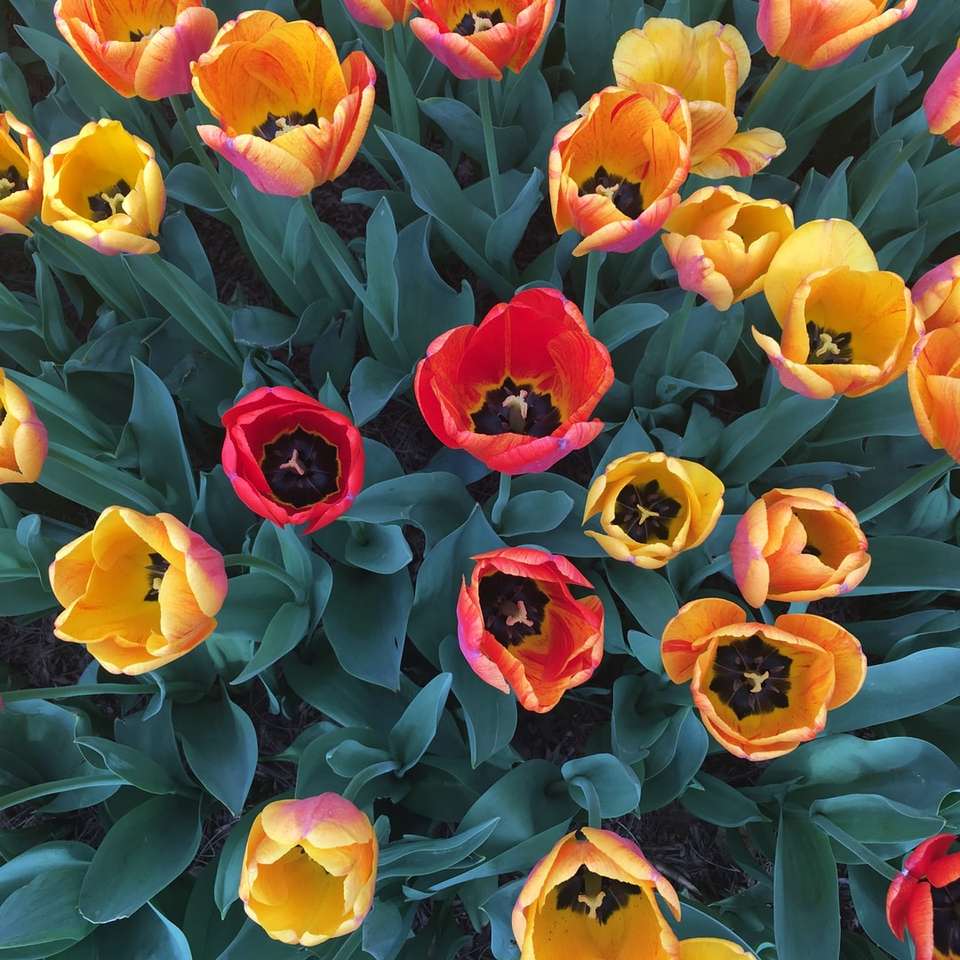 κόκκινο και κίτρινο μπουκέτο λουλουδιών online παζλ