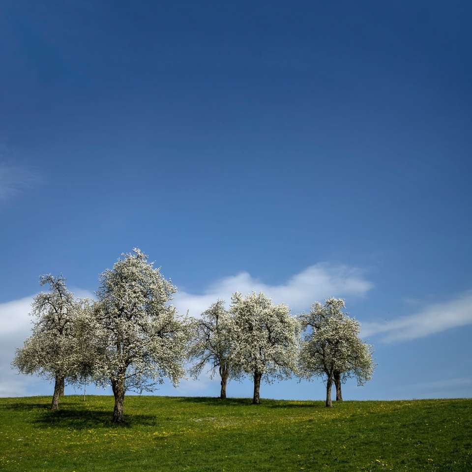 zielone drzewa na zielonym polu trawy pod błękitnym niebem puzzle online