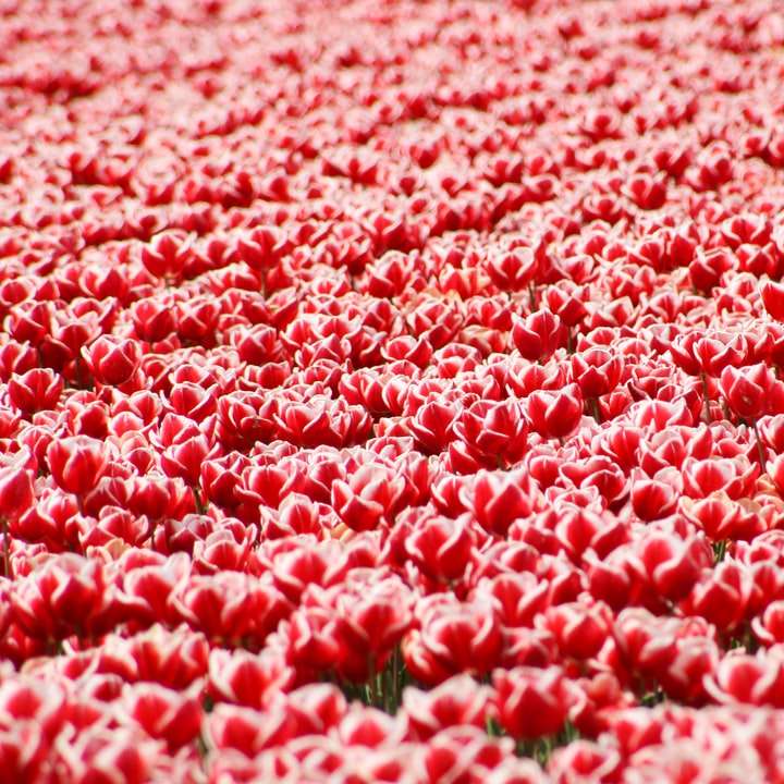 pétalas de flores vermelhas e brancas em tecido rosa puzzle deslizante online