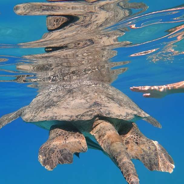 коричневая и серая черепаха в воде онлайн-пазл